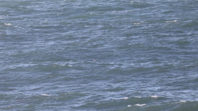 Northern Fulmar - ML644486176