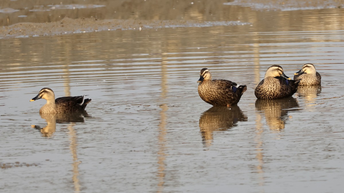 カルガモ - ML644486183