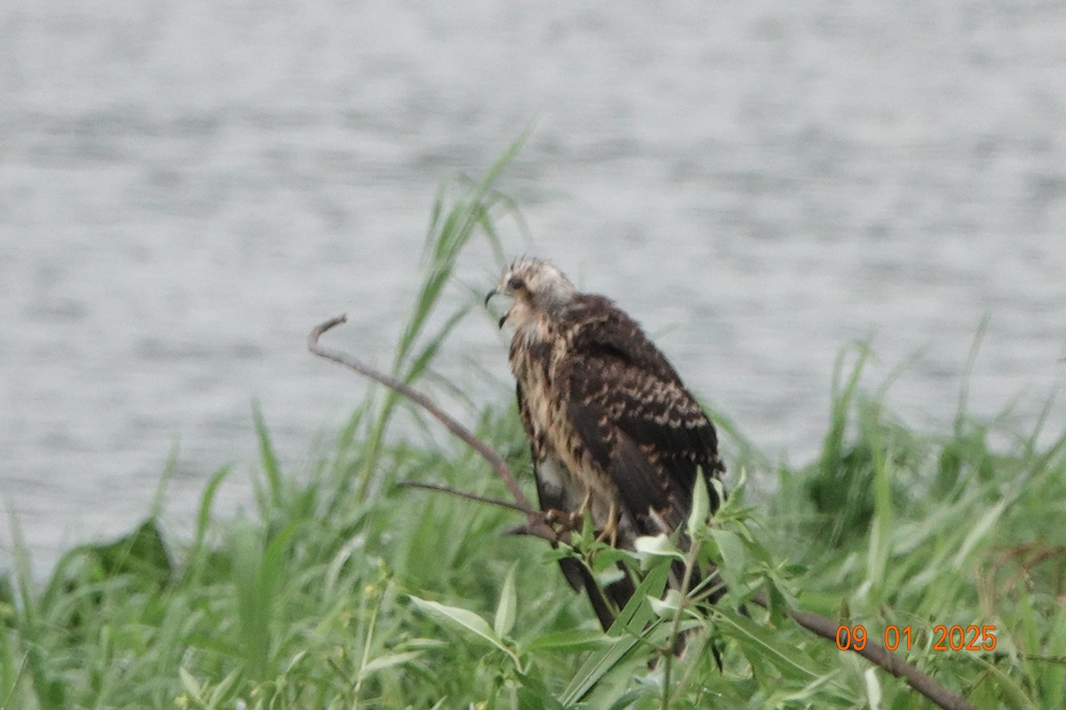 Milan des marais - ML644486187