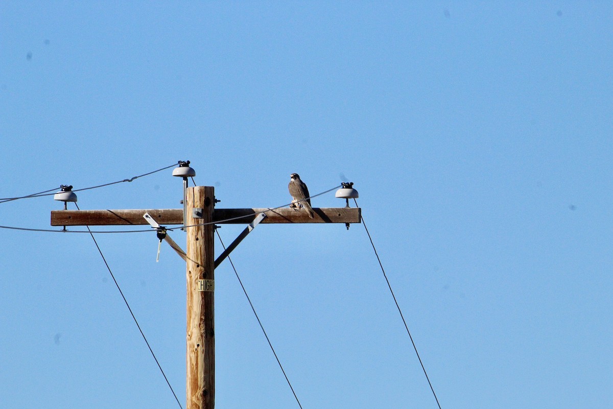 Prairie Falcon - ML644486198