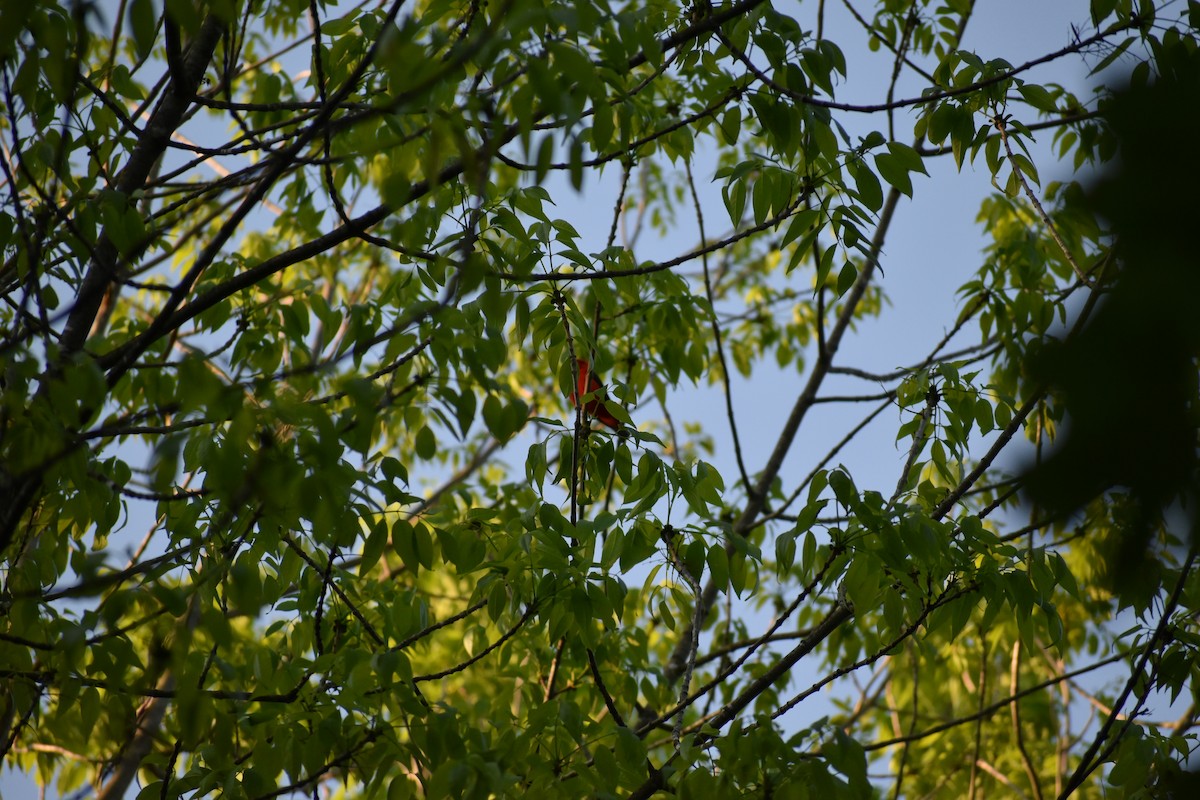 Піранга кармінова - ML644486216