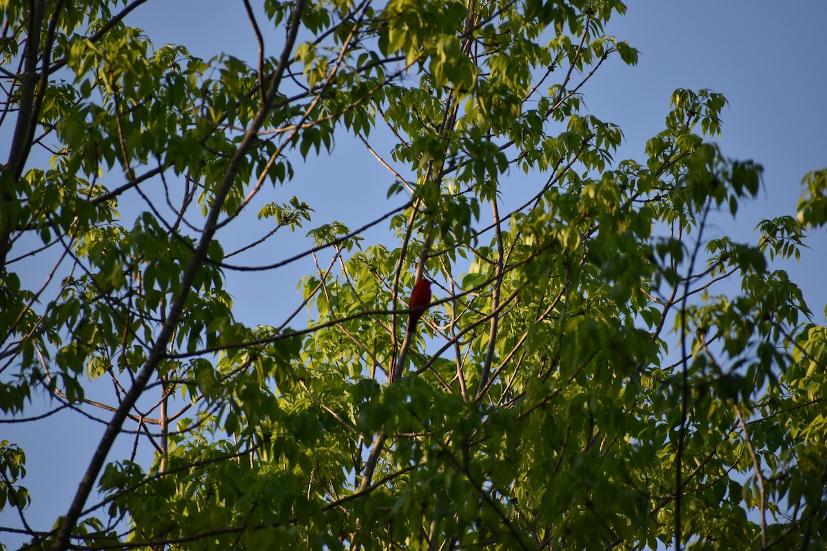 Піранга кармінова - ML644486217