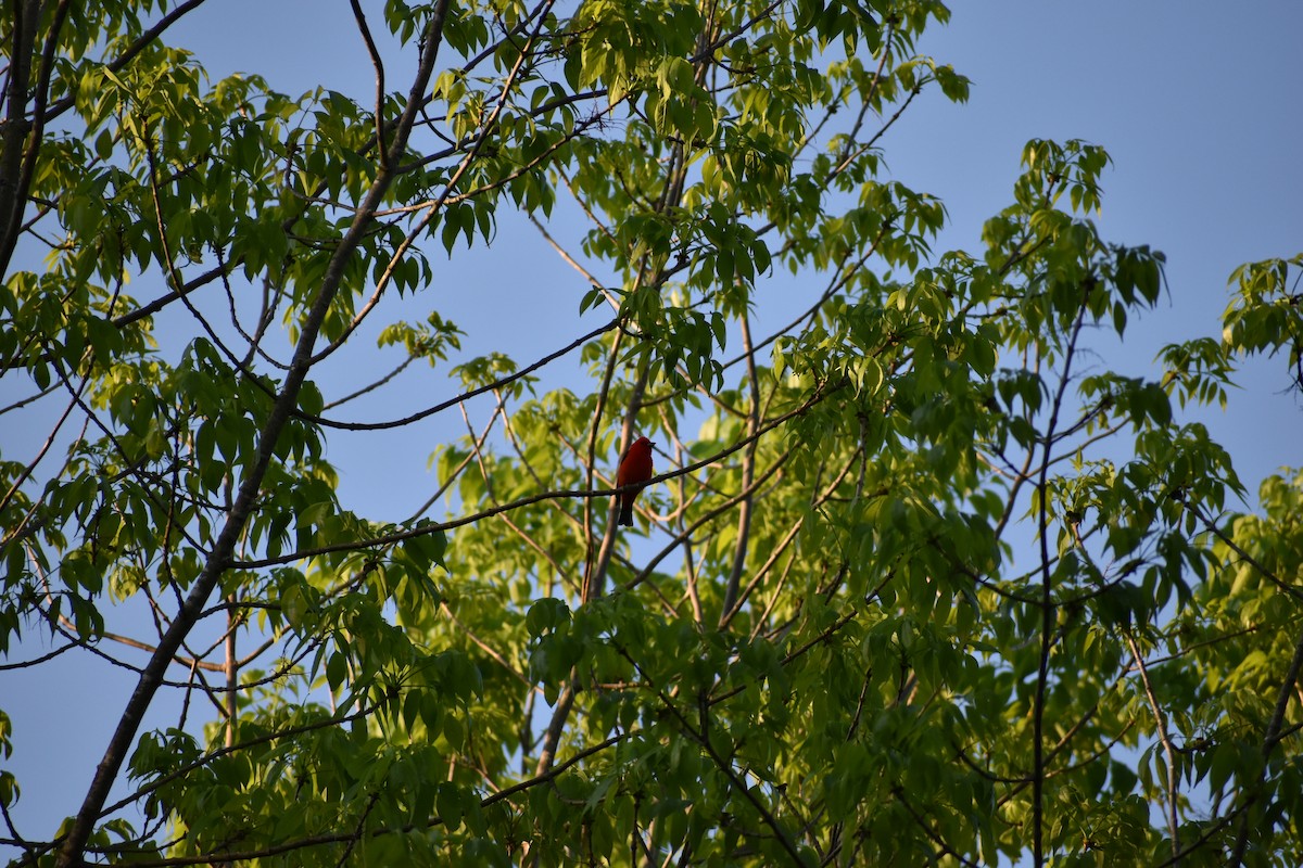 Піранга кармінова - ML644486218