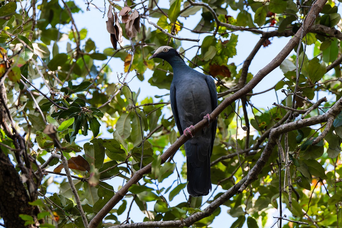 White-crowned Pigeon - ML644486219
