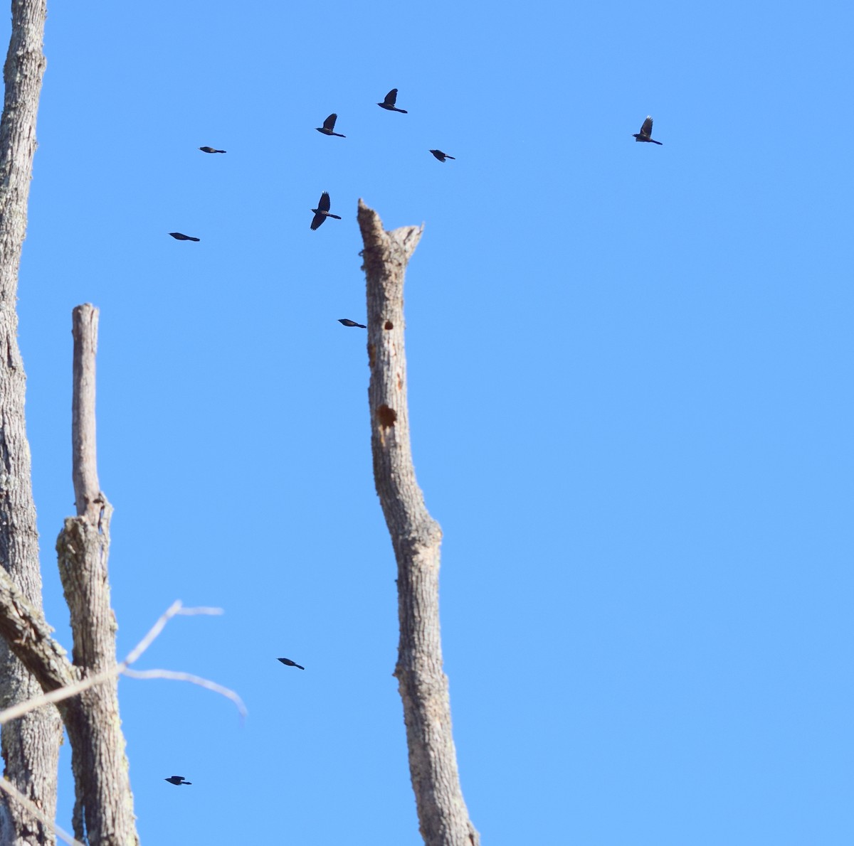 Purpurgrackel - ML644486221