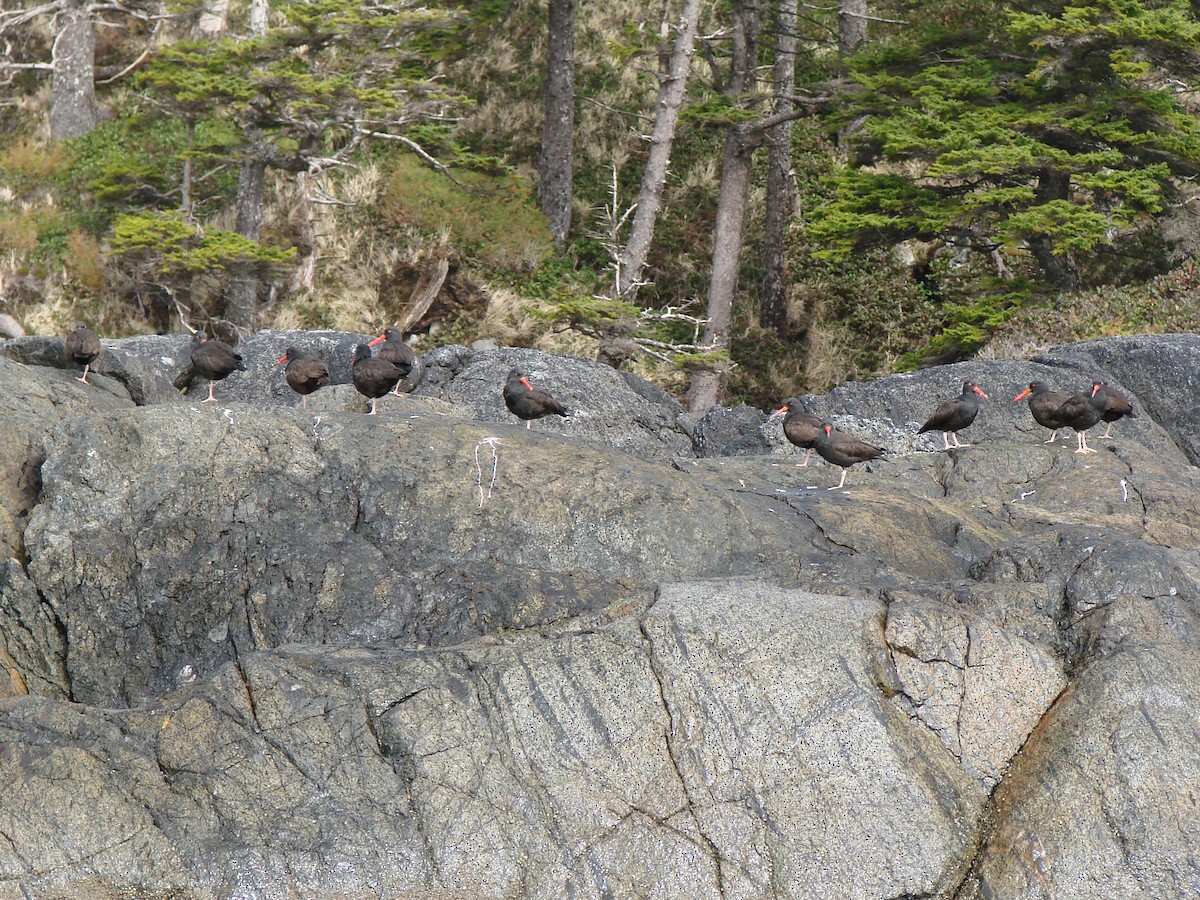 amerikasvarttjeld - ML644486223