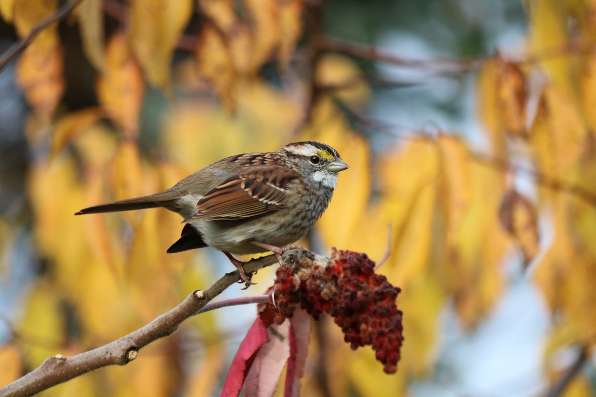 White-throated Sparrow - ML644486228