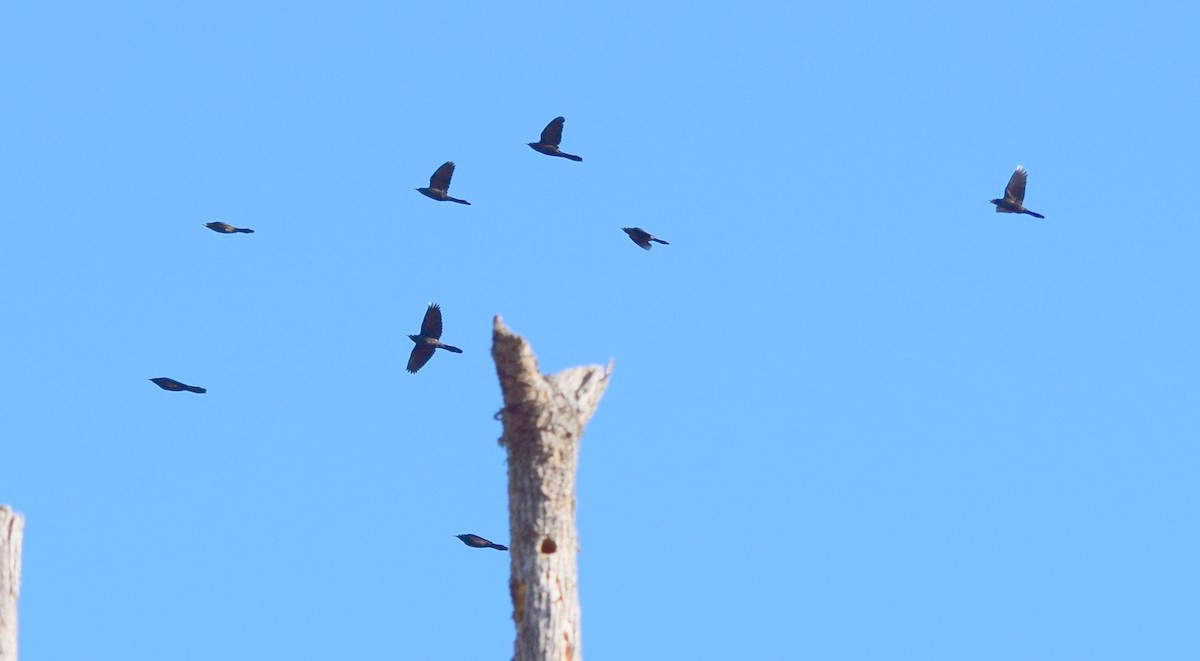 Purpurgrackel - ML644486234