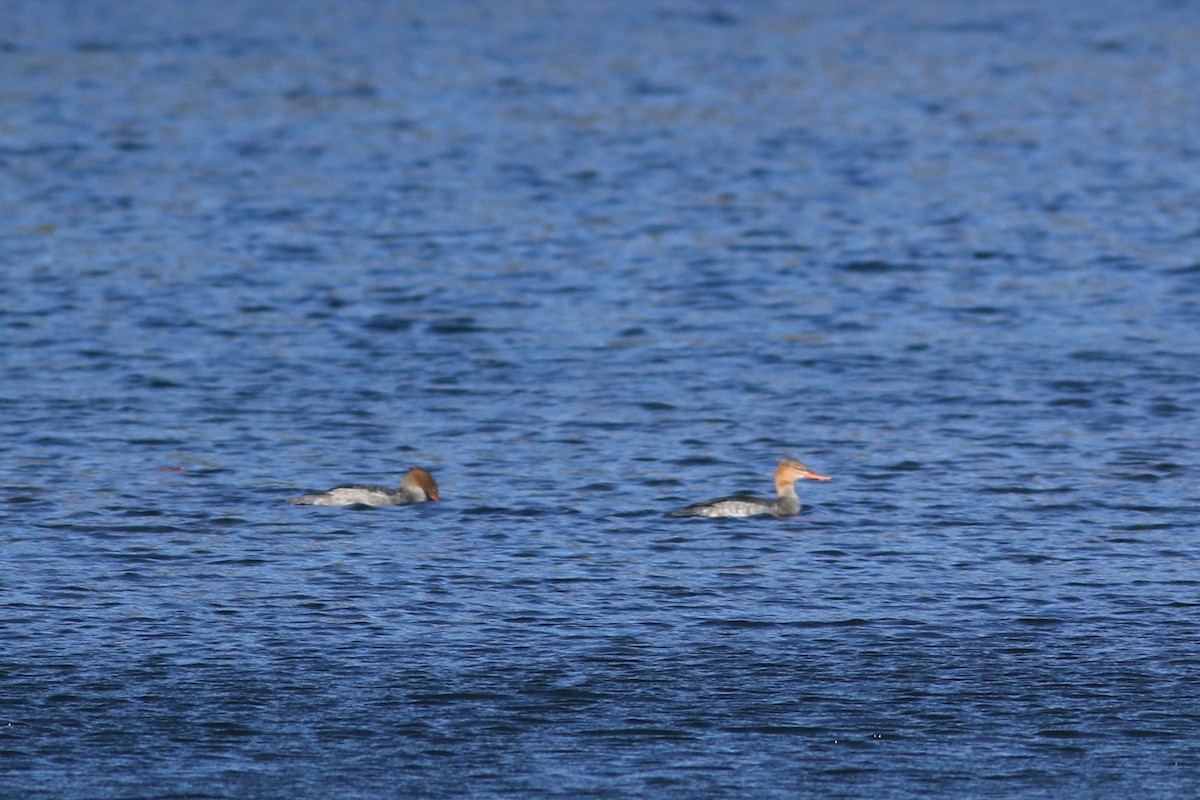 מרגון בינוני - ML644486235