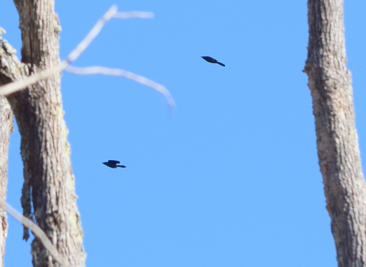 Purpurgrackel - ML644486240