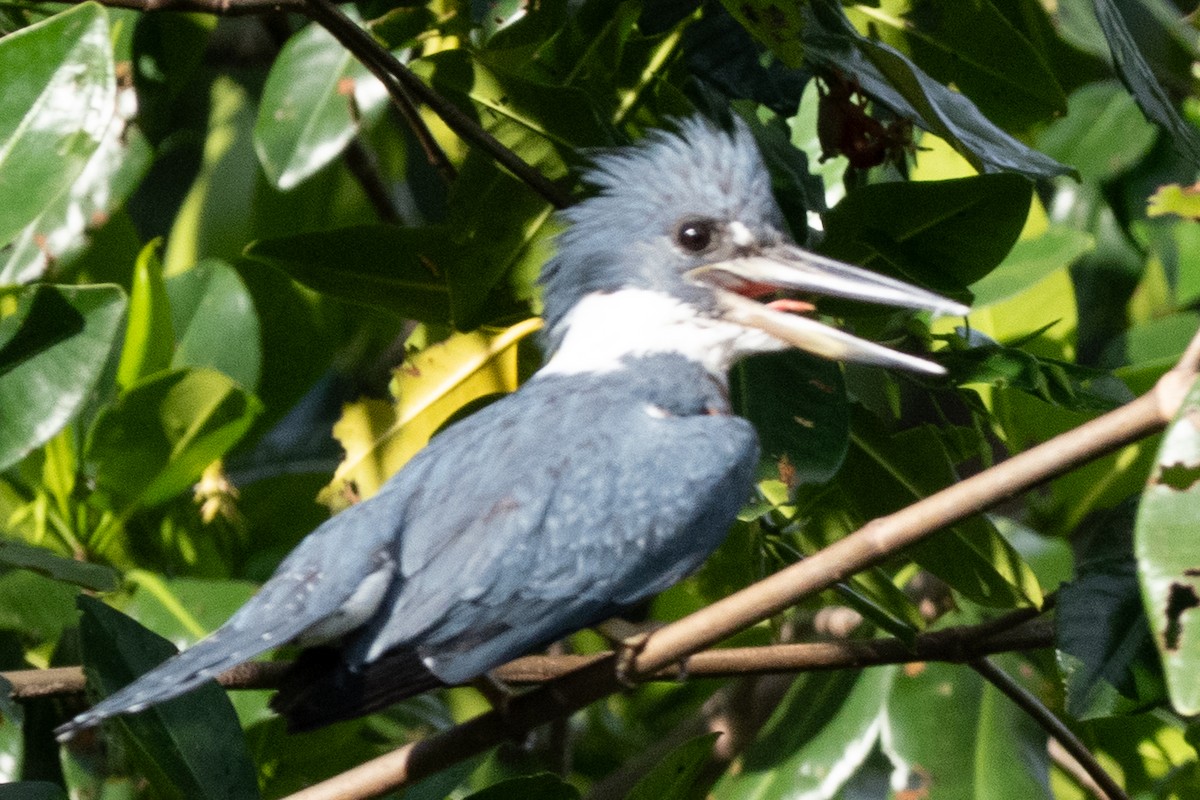 クビワヤマセミ - ML644486245