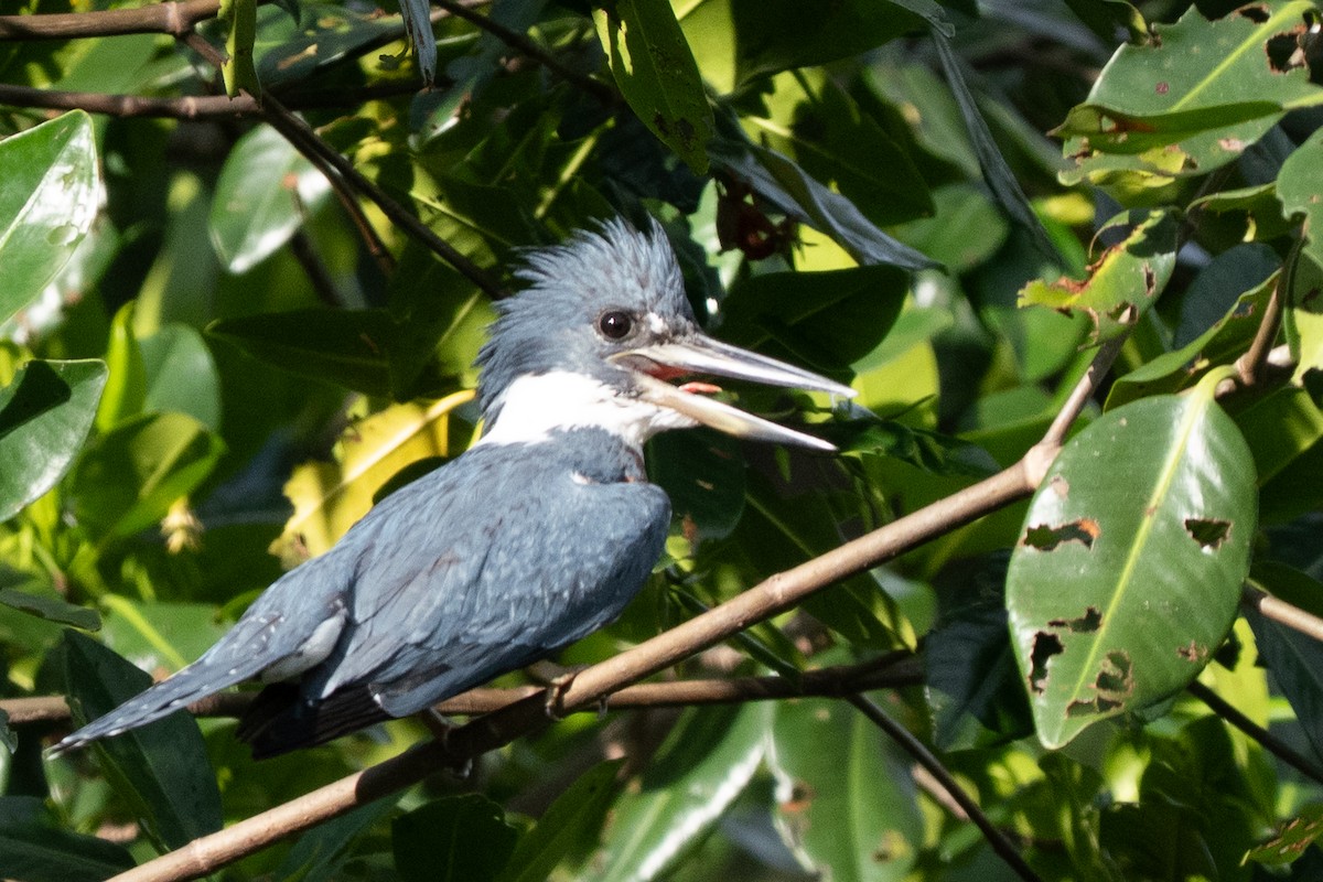 クビワヤマセミ - ML644486246