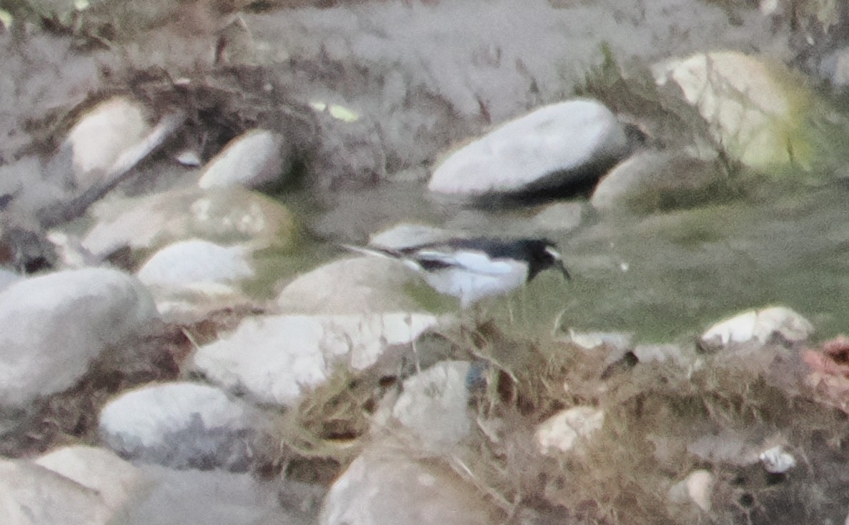 White-browed Wagtail - ML644486248