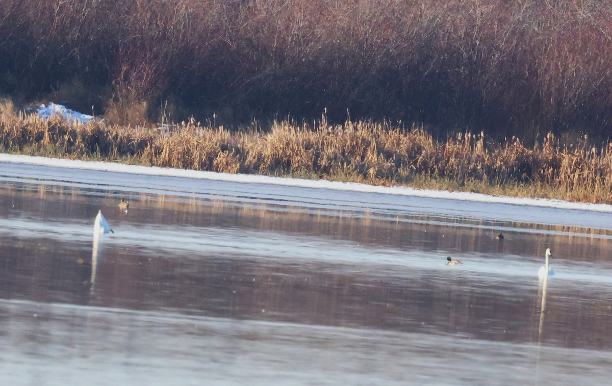 Cygne siffleur - ML644486257