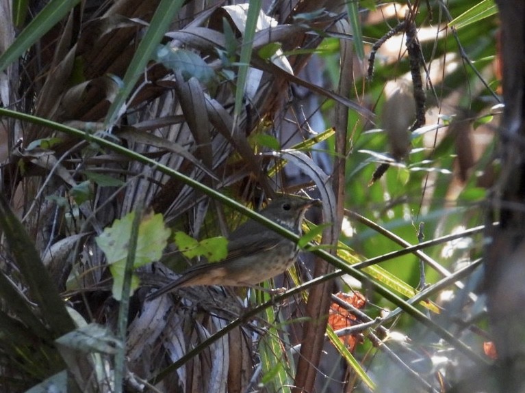 Hermit Thrush - ML644486259