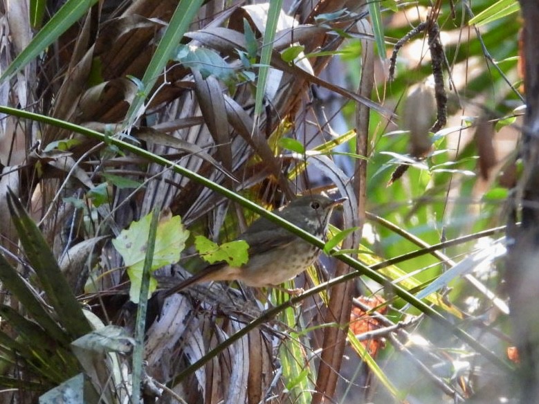 Hermit Thrush - ML644486260