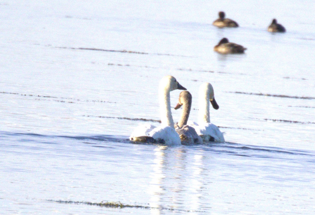 Cygne siffleur - ML644486266