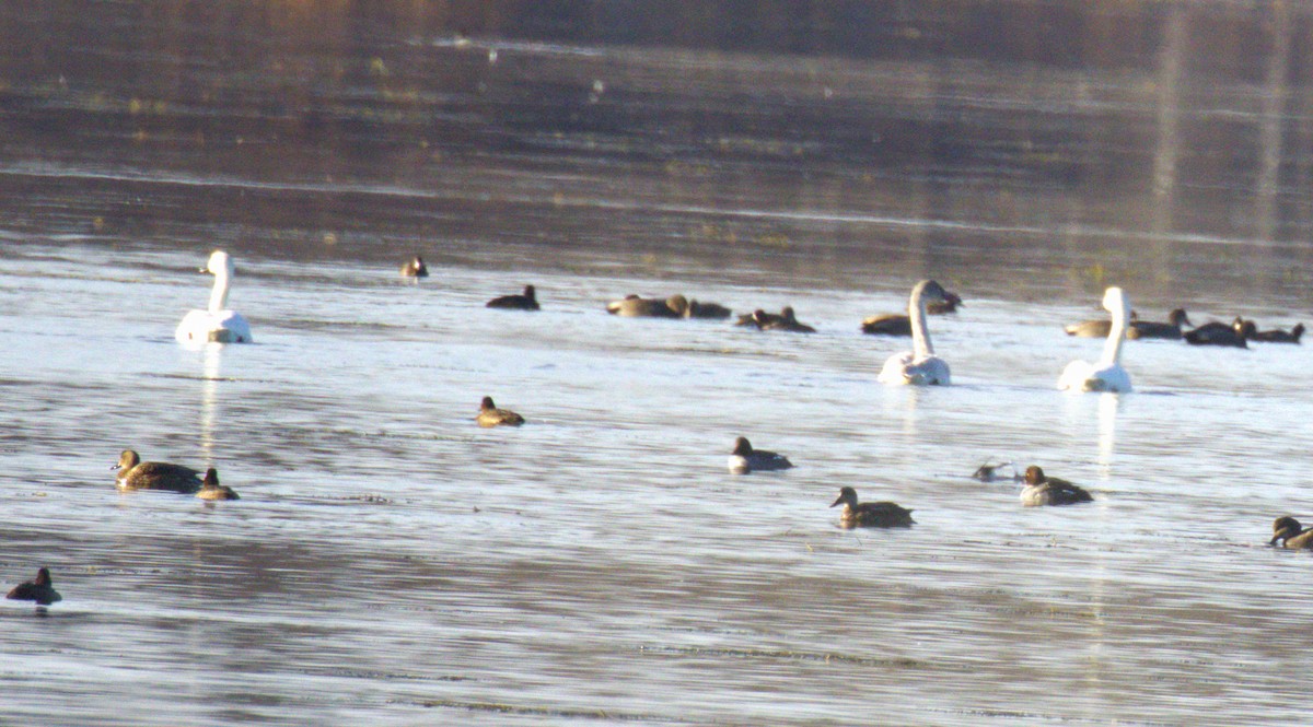 Cygne siffleur - ML644486271