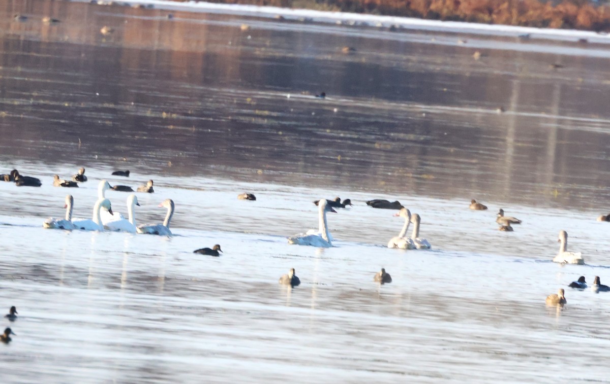 Cygne siffleur - ML644486277