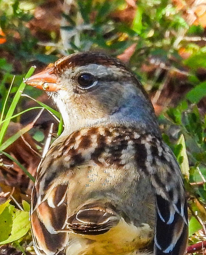 White-crowned Sparrow - ML644486284