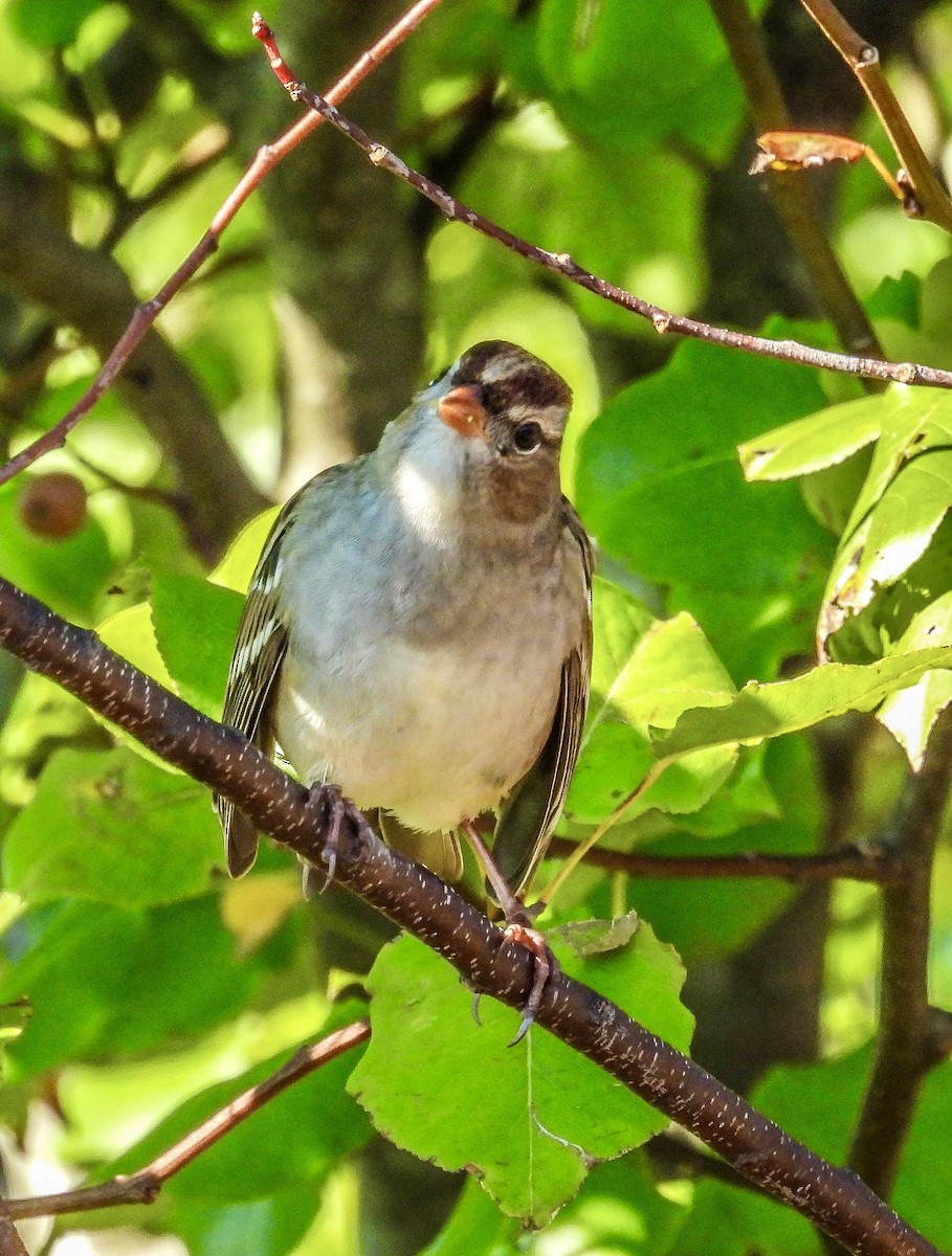 White-crowned Sparrow - ML644486285