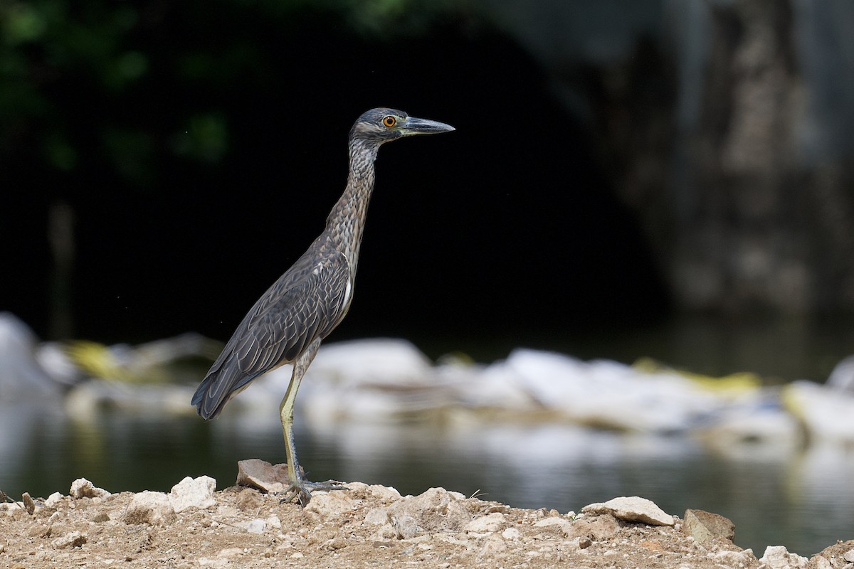 Yellow-crowned Night Heron - ML644486286