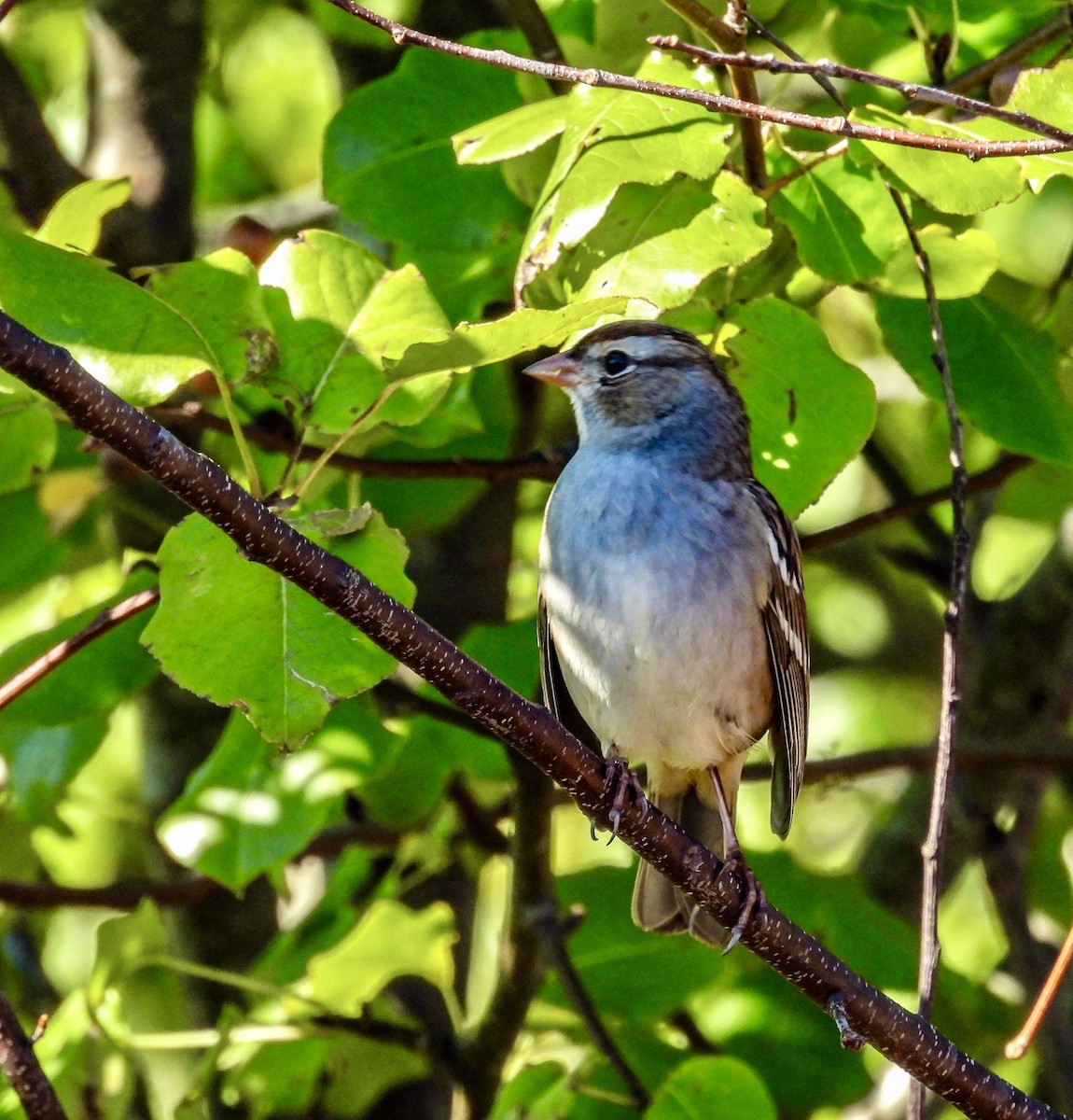 White-crowned Sparrow - ML644486287