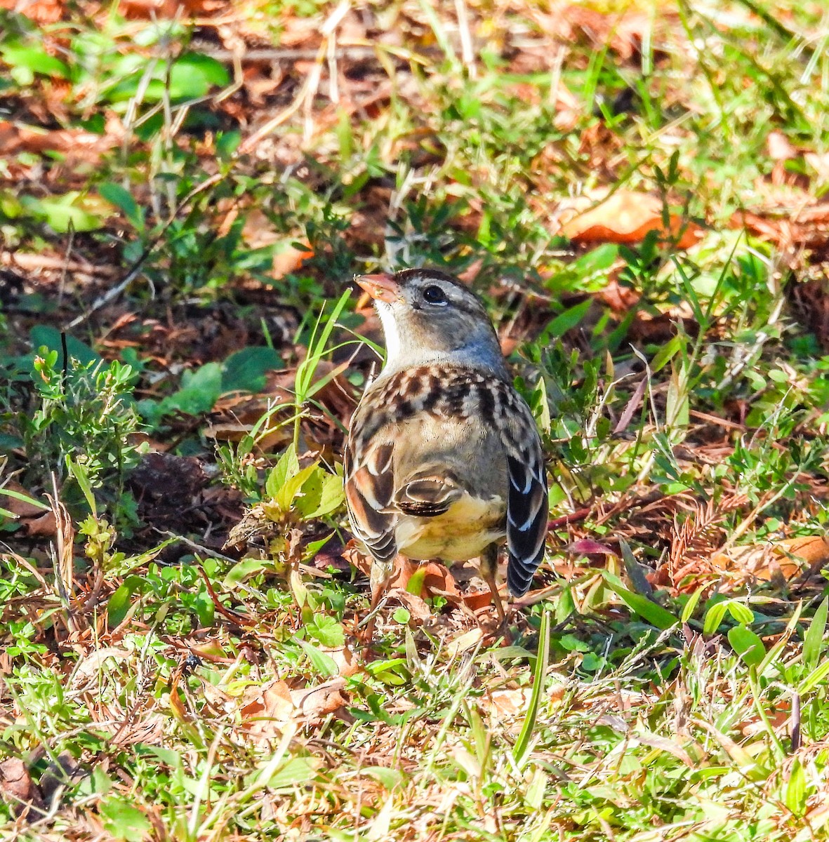 White-crowned Sparrow - ML644486288