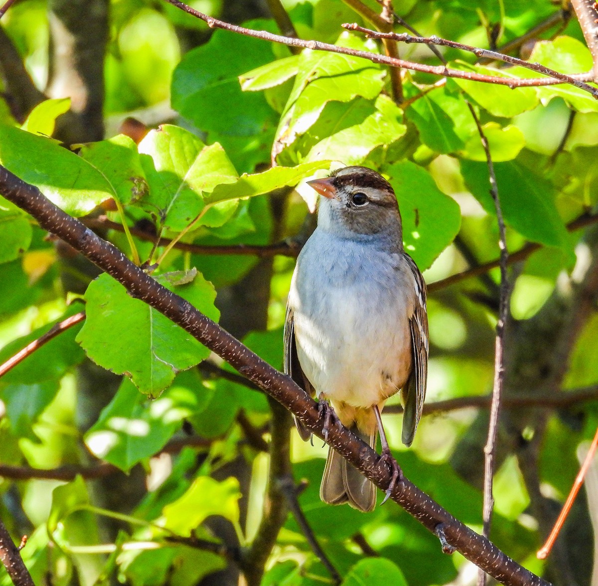 White-crowned Sparrow - ML644486289