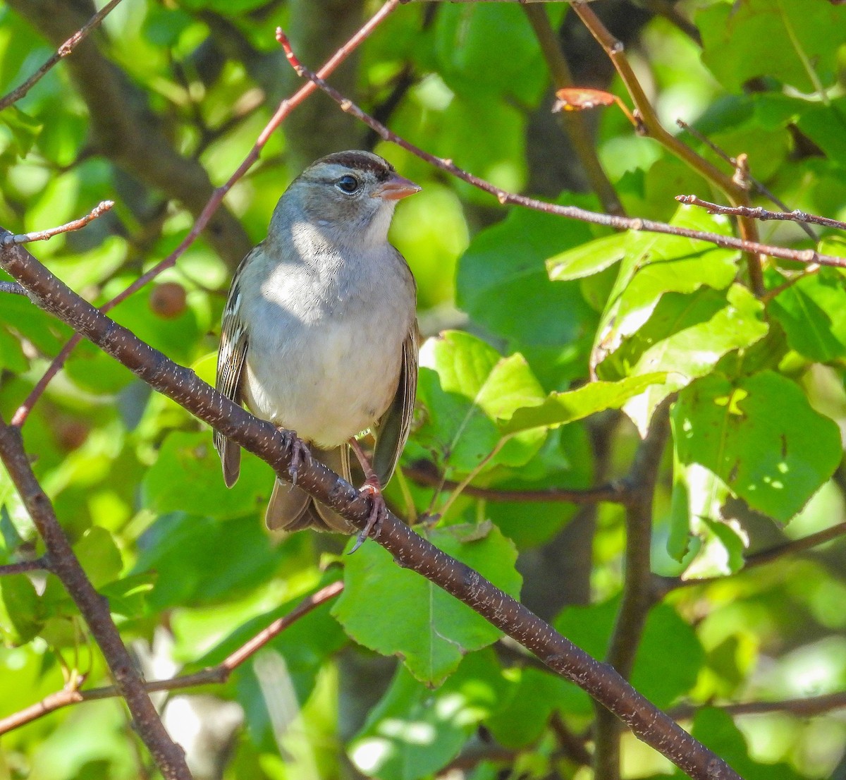 White-crowned Sparrow - ML644486290