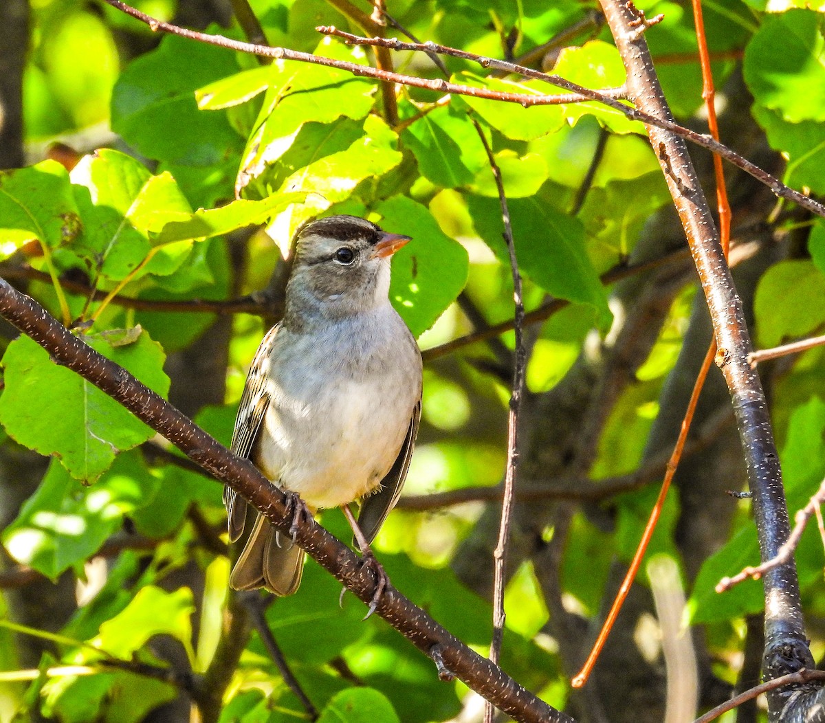 White-crowned Sparrow - ML644486291