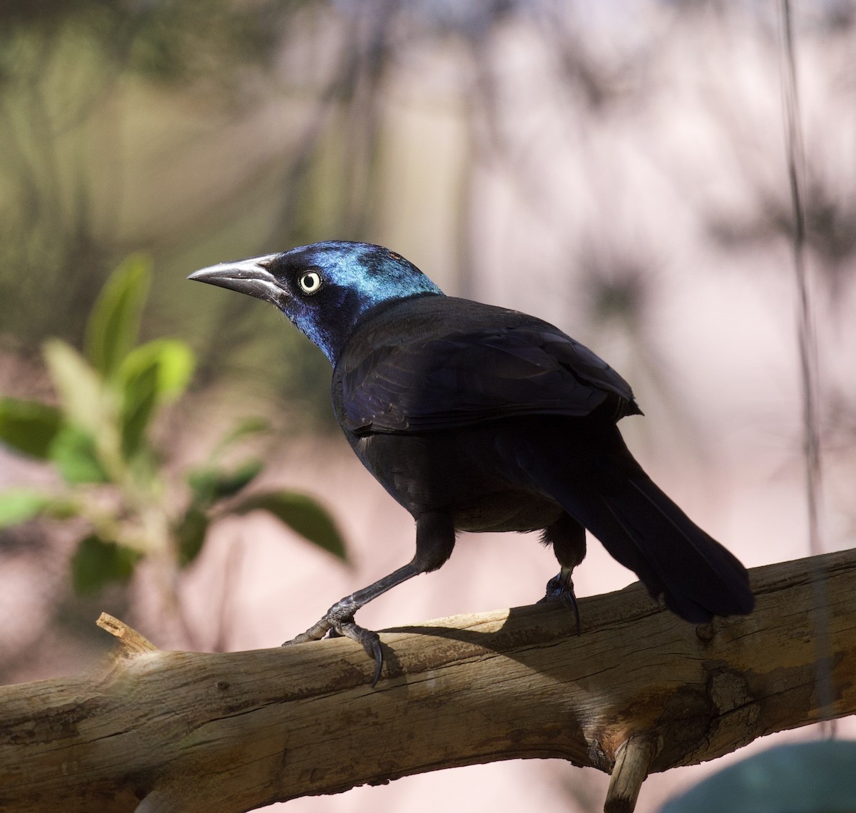 Common Grackle - ML644486295