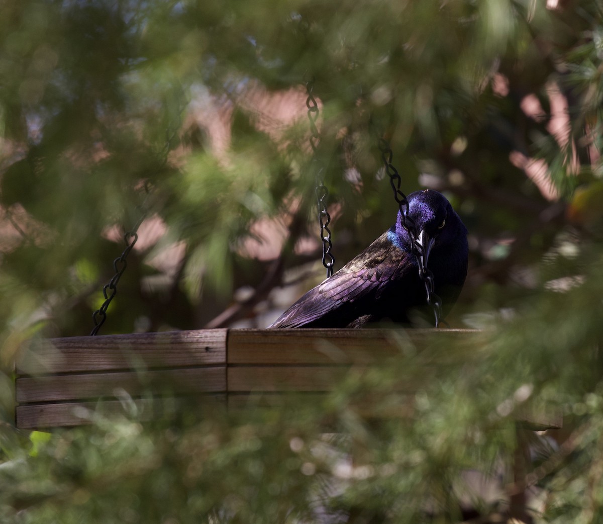 Common Grackle - ML644486296
