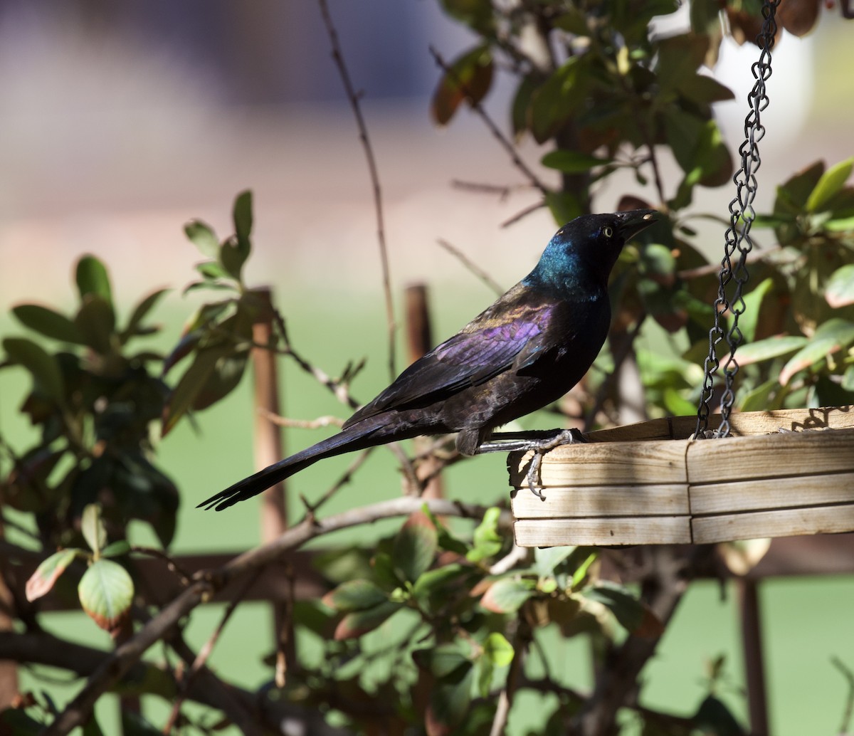 Common Grackle - ML644486297