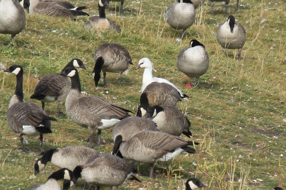 husa bělostná - ML644486298