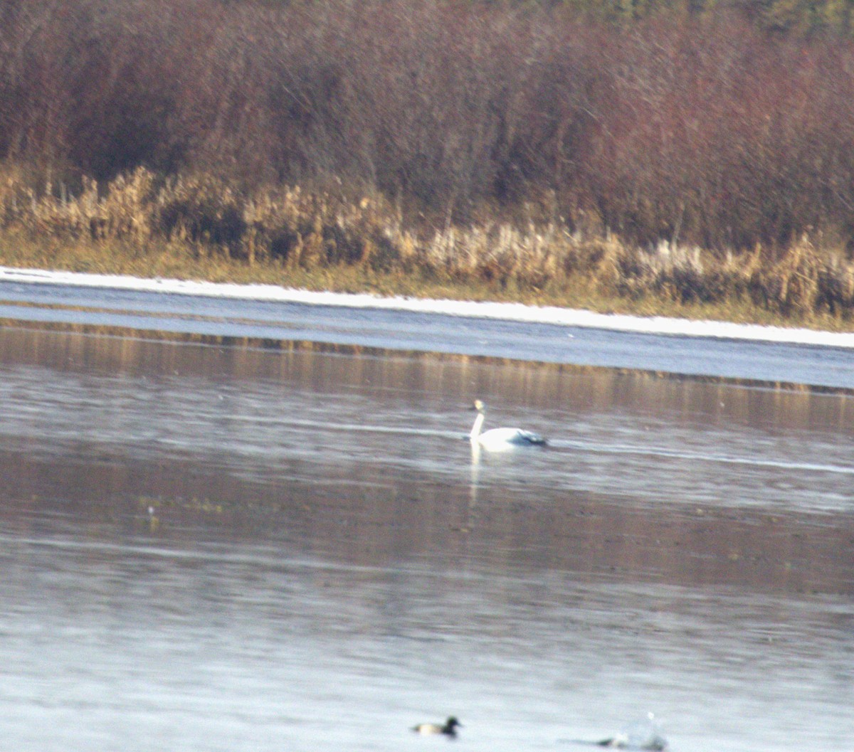 Beltxarga txistularia - ML644486299