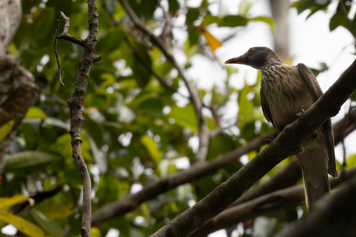 Brown Oriole - ML644486300