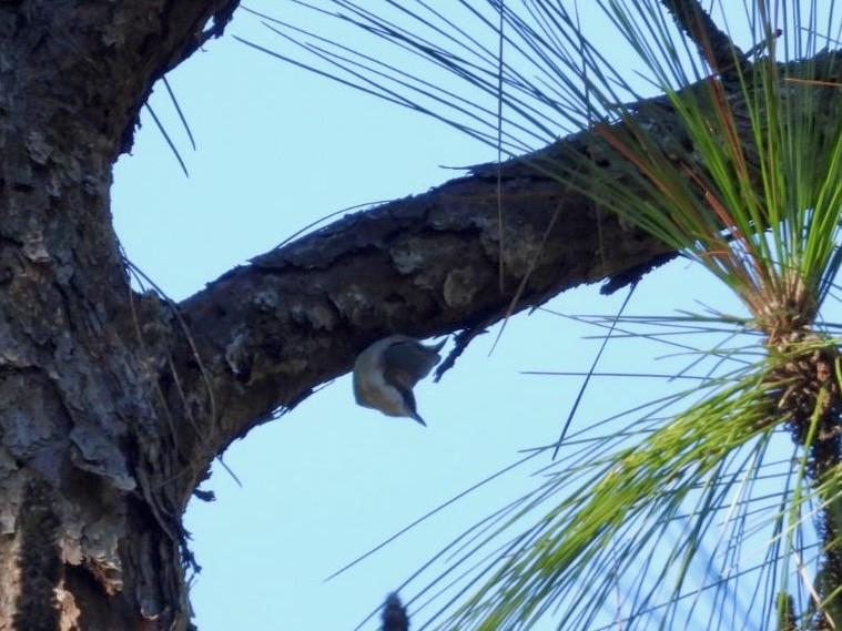 brhlík hnědohlavý - ML644486303