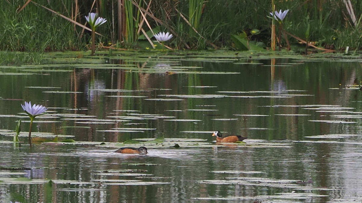 African Pygmy-Goose - ML644486304