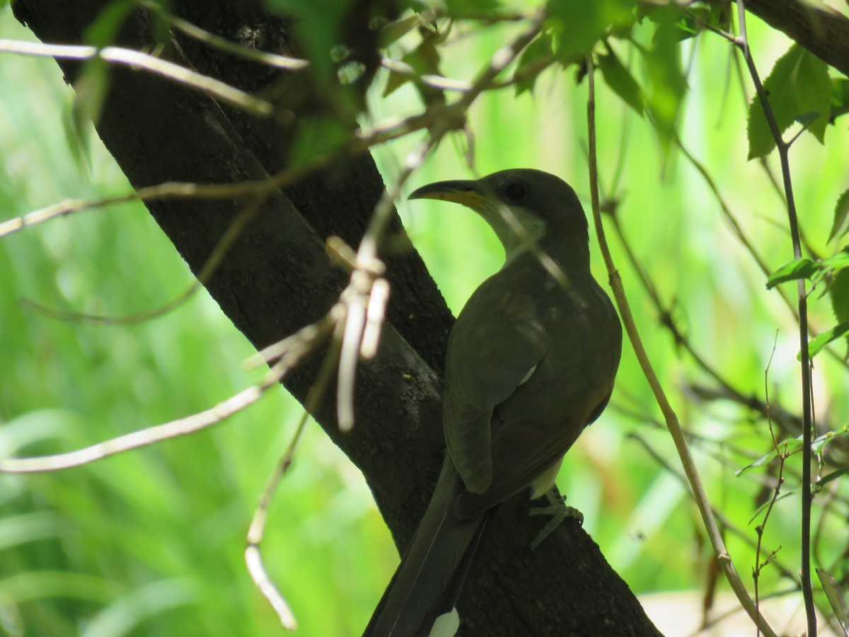 Yellow-billed Cuckoo - ML644486306
