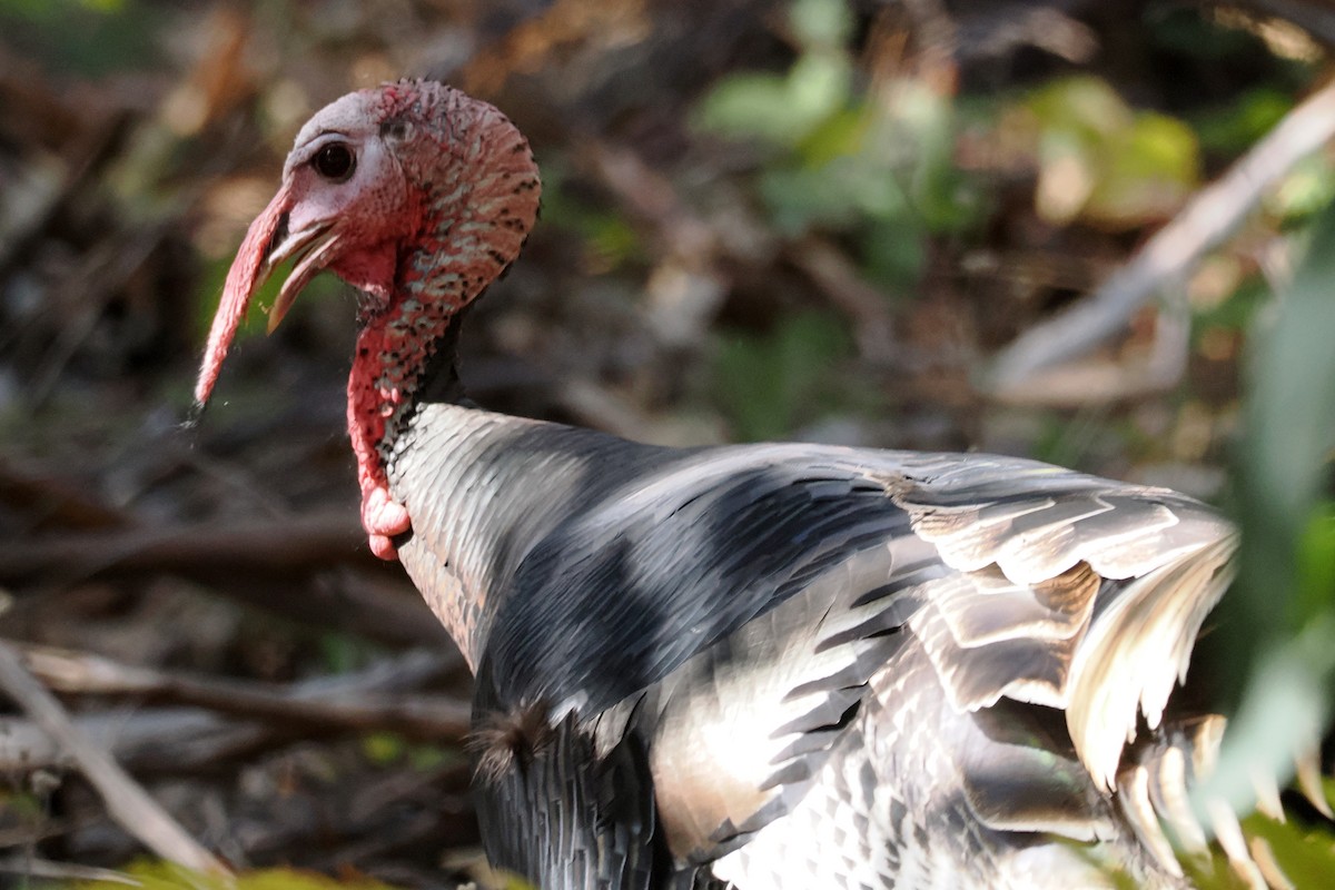 Dindon sauvage - ML644486311