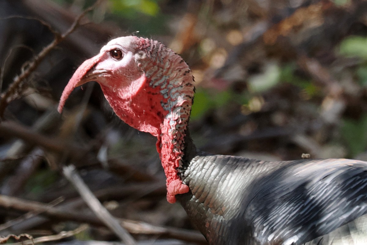 Dindon sauvage - ML644486312