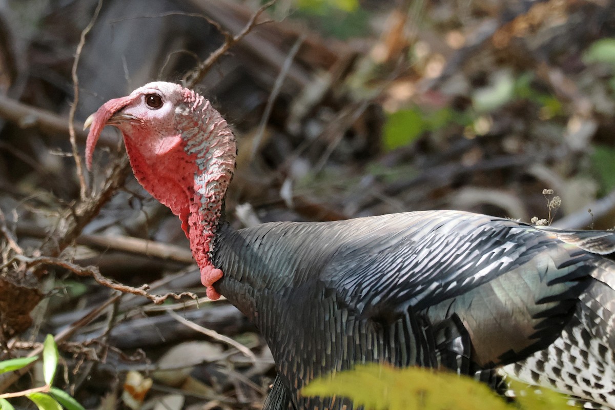 Dindon sauvage - ML644486313