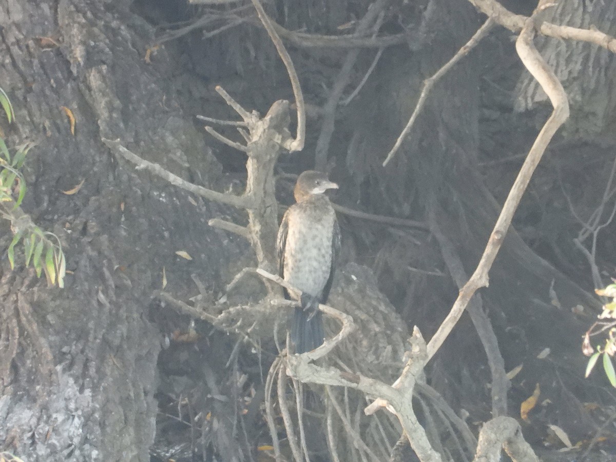 Pygmy Cormorant - ML644486314