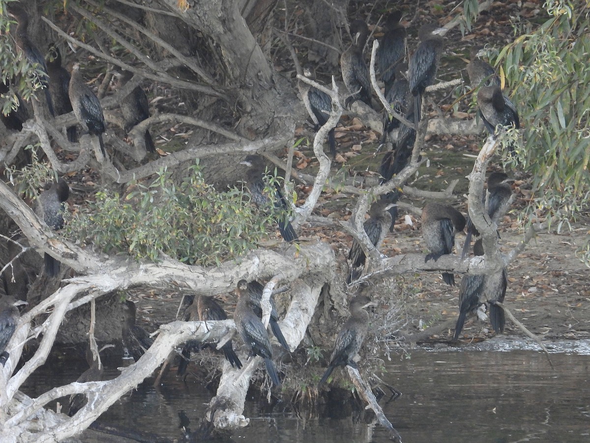 Pygmy Cormorant - ML644486317