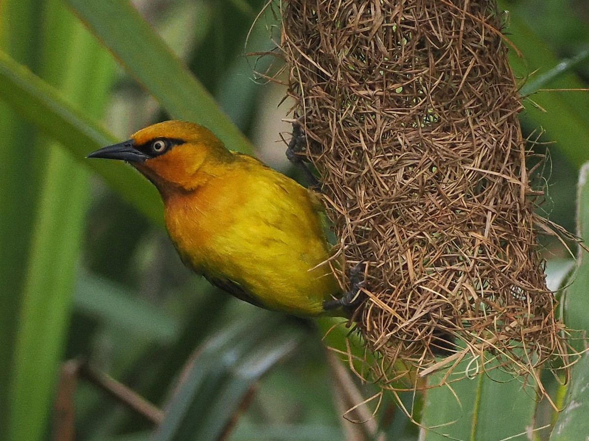 brillevever - ML644486319