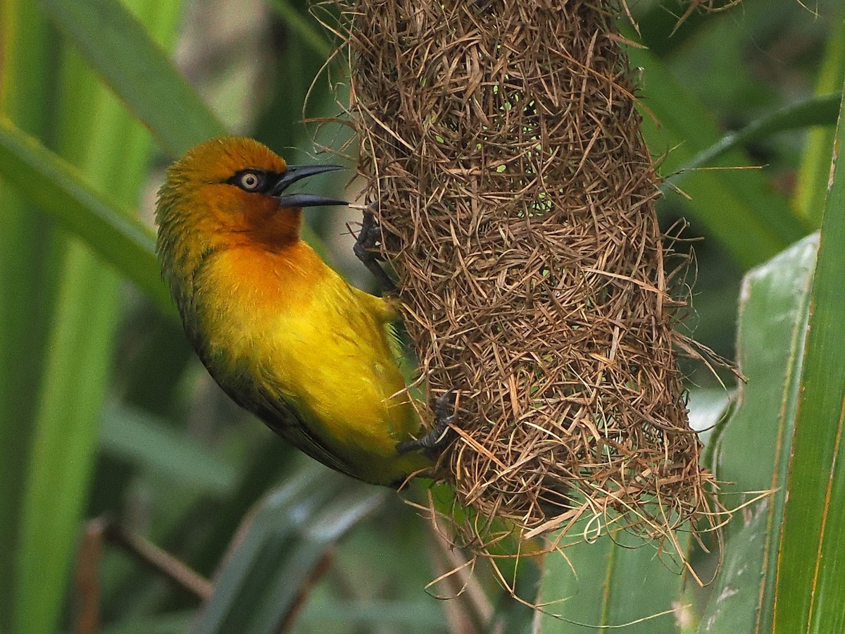 brillevever - ML644486320