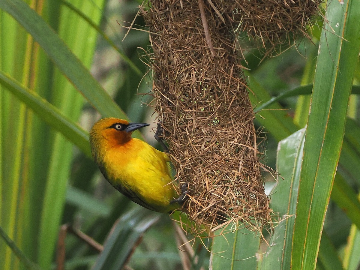 brillevever - ML644486321