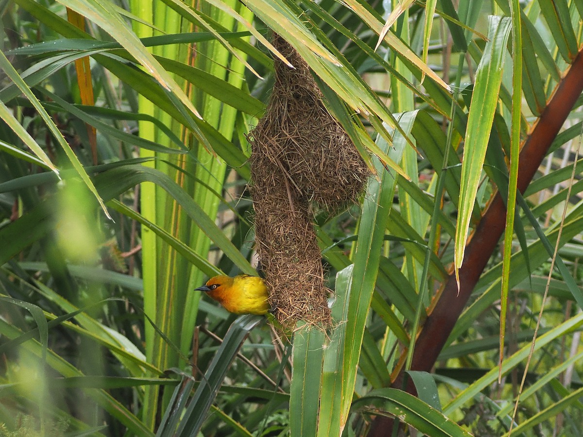 brillevever - ML644486322