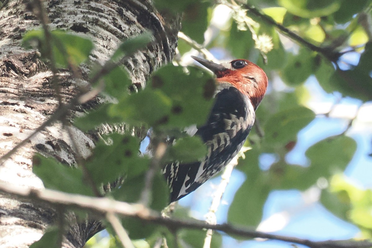 Pic à poitrine rouge - ML644486325
